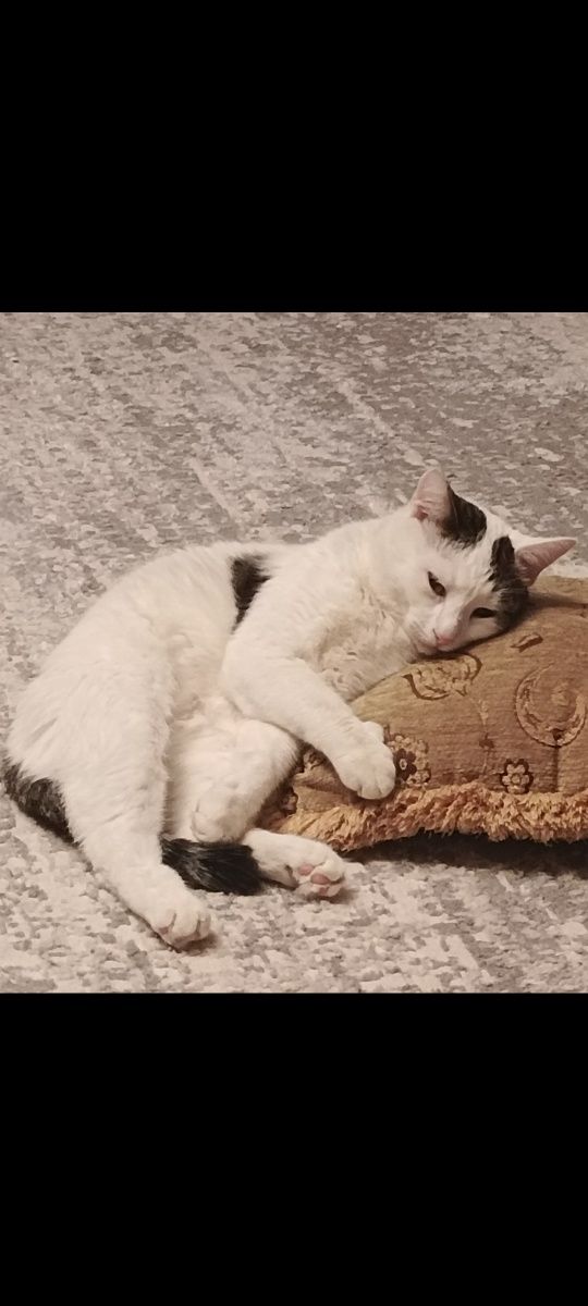 Пропал кот Тишка