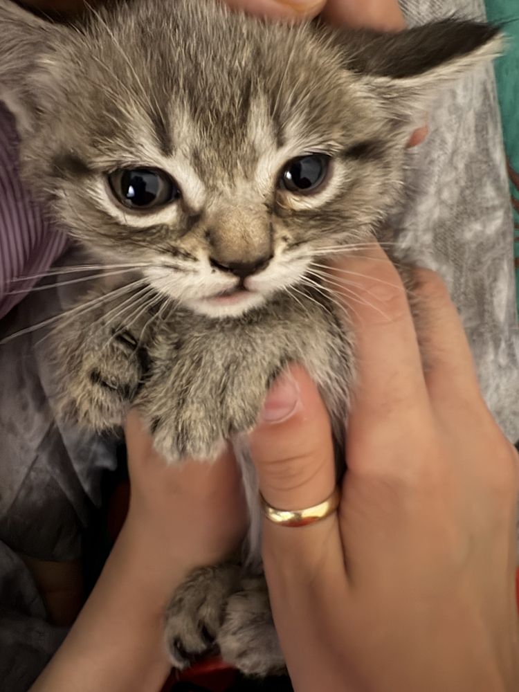 Продаётся котенок
