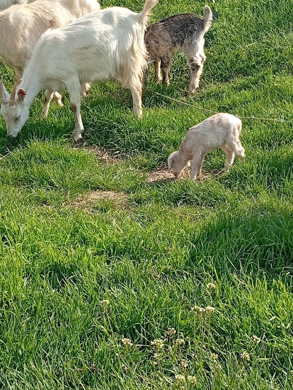 Capre și iezi ( vătui)