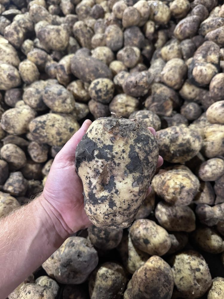 Продажа свежего картофеля