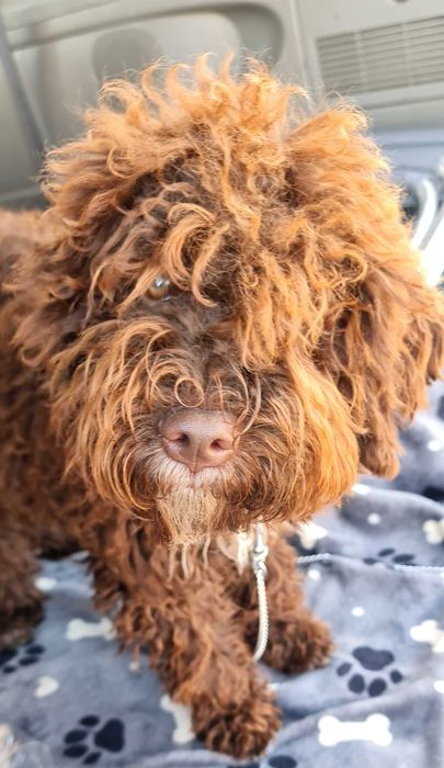 Лагото Романьоло - The Best breed ever