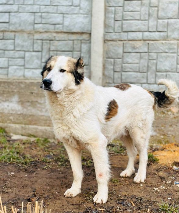 Соломон ищет семью. Очень классный. Собака. Алабай