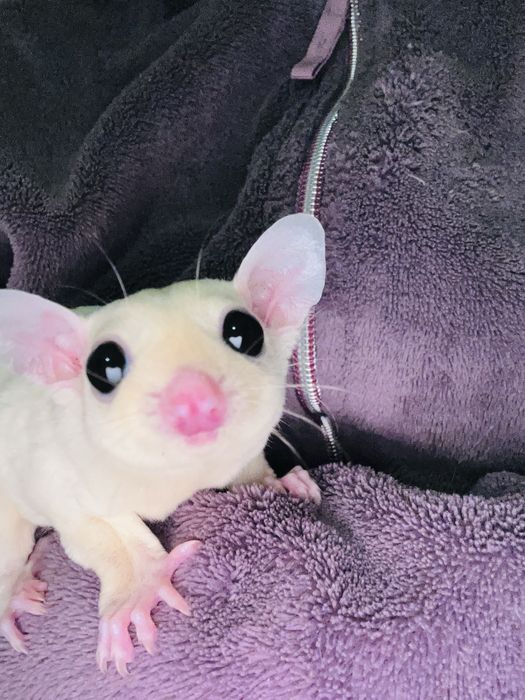 Sugar glider/ veverite zburatoare / petauro dello zucchero