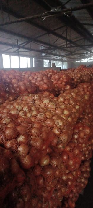 Ceapa samanta legend