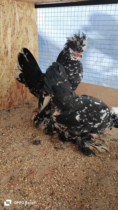 Kares joʻjalar sotiladi