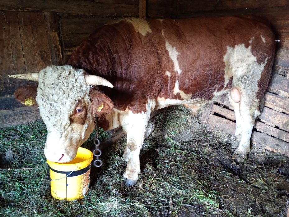 Vaca bălțată romanescă și Taur de vânzare 2 ani
