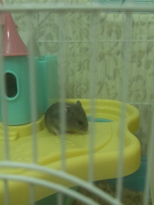 Джунгарские хомячки