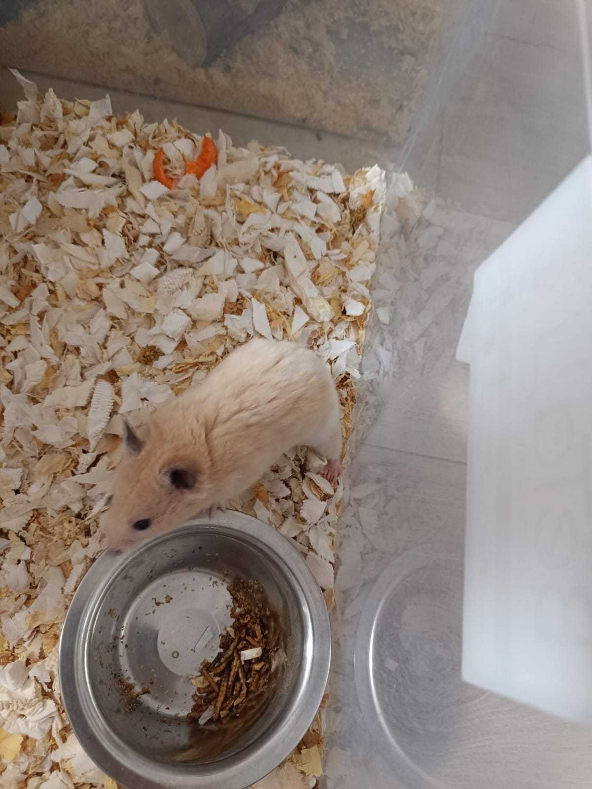 Vând hamsteri sirieni