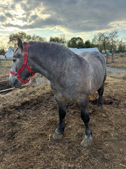 Vand sau schimb cu iapa