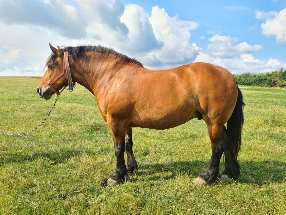 Iapă de vânzare Radauti