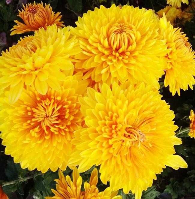 Продам кусты хризантемы . Выкопаю с грядки.