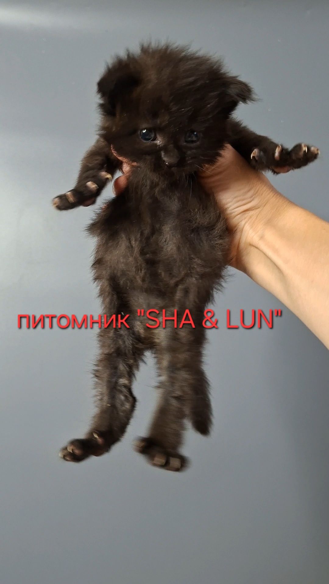 Мейн-куны из питомника.