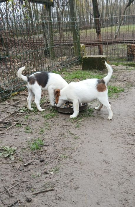 Căței Fox Terrier cu par neted