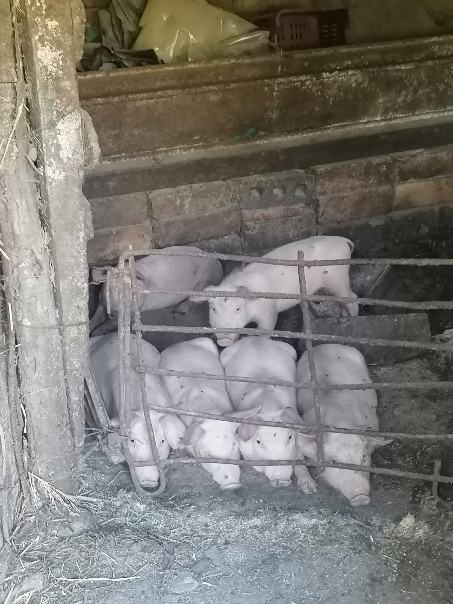 Малки прасенца за продан