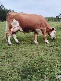 Vand vaca și juninca Baltata Romaneasca