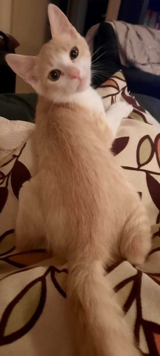 Pisoias roscatel dragalas