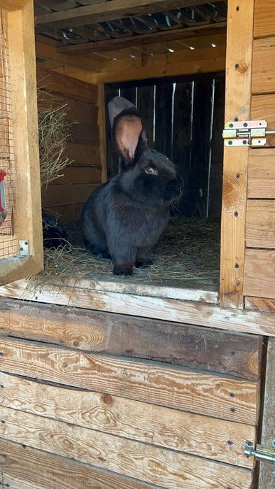 Vand iepuri Urias German