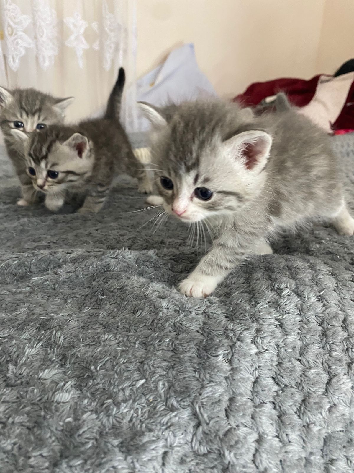 котенеи шотланские