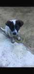 Adoptie metis Ciobanesc Mioritic