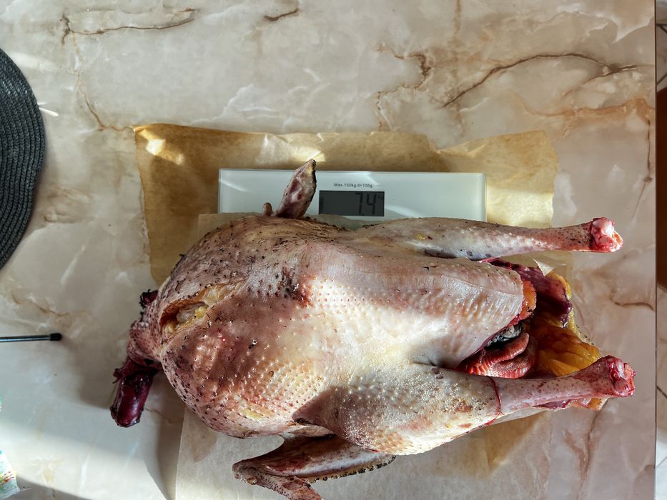 Pui si oua de țară. Pasari hranite 100% cu cereale