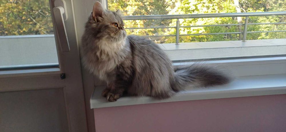 Персийски котенца
