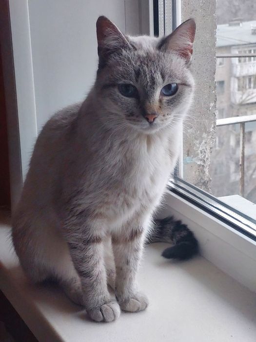 Отдам кошку,передержка