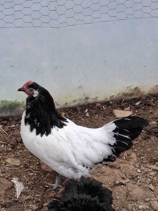 Vând familie găini Lakenvelder