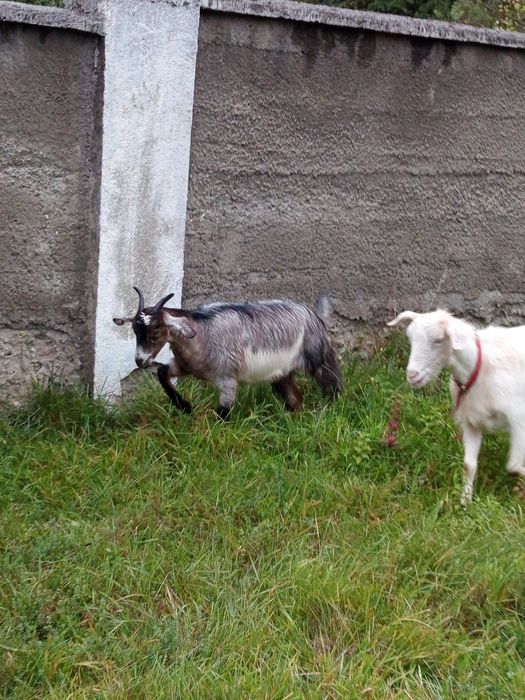 Vand capre si ieduțe