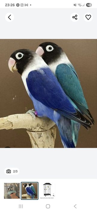 Pagali perusi, agaponis, ninfe, micul alexandar , canari