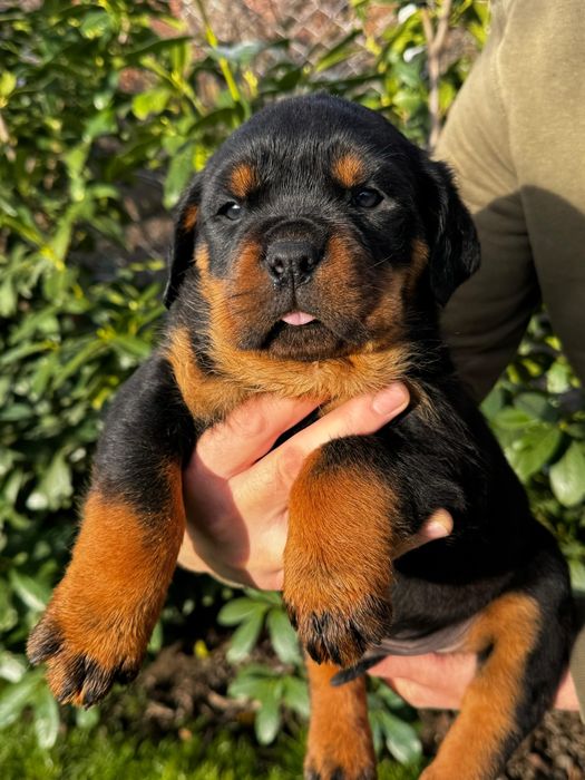 Pui rottweiler femela