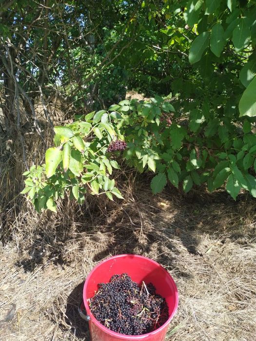 Комплект от 3 бр сладко от черен бъз за 24 лв