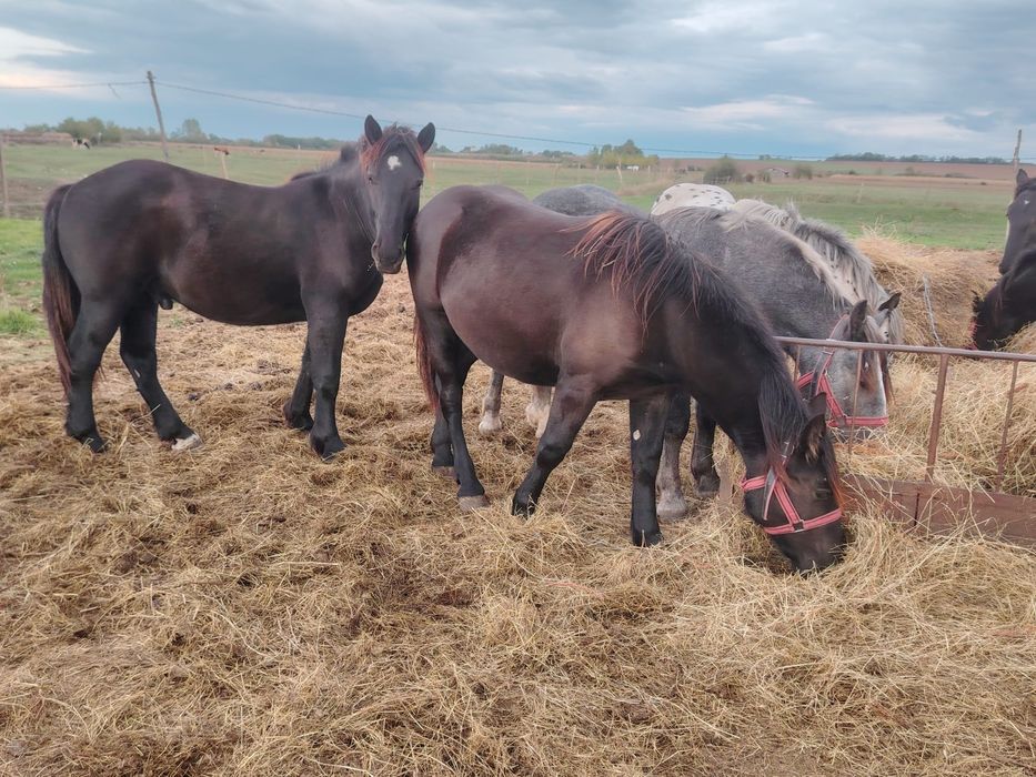 Manji de 1 .5 ani din părinți de rasa