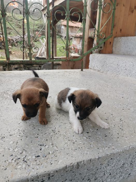 Подарявам кученца