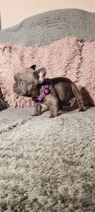 Bulldog francez blue