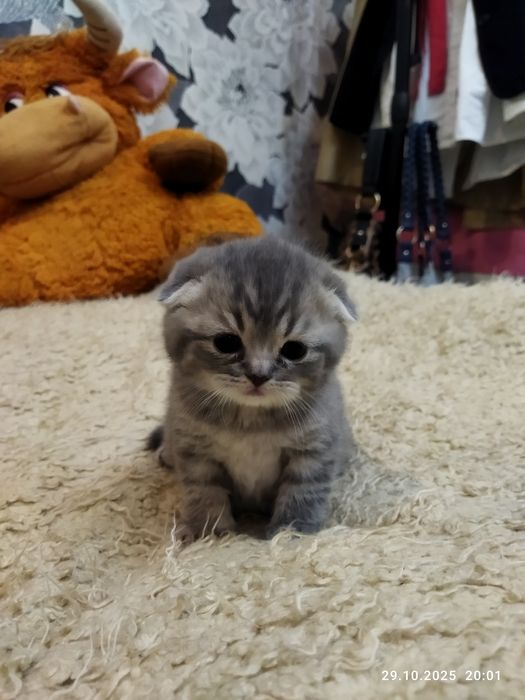 Готовяться к продаже котята