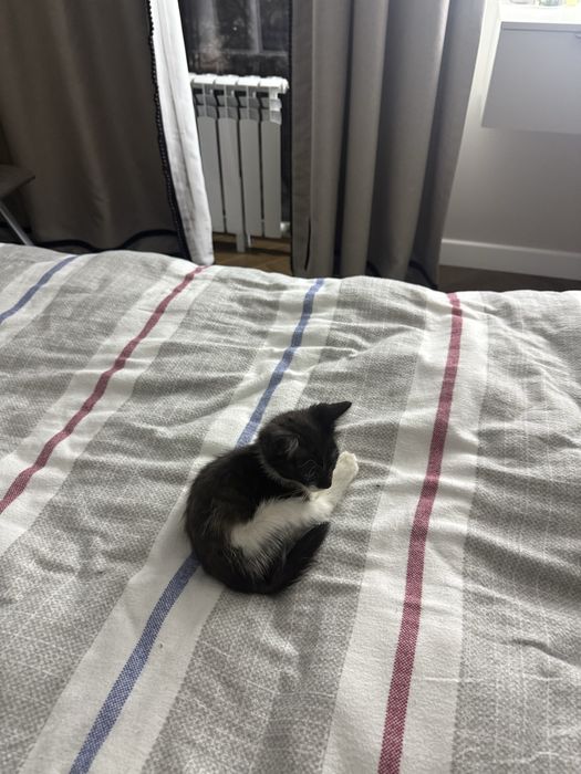 Котенок маленьки чистый помытый игривый