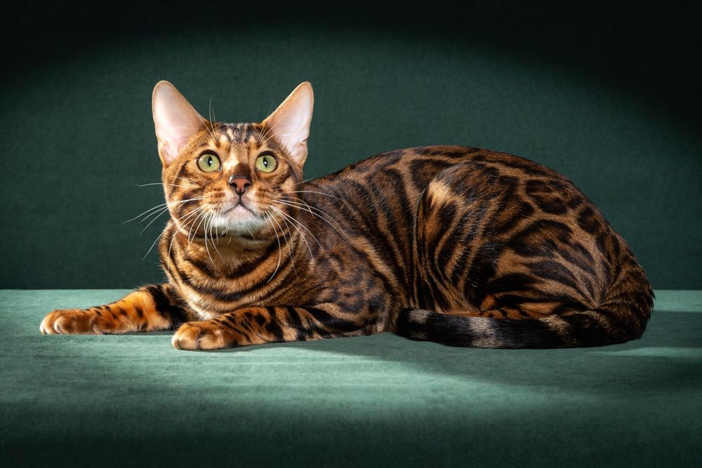 Красотка Бенгальская - ЗОЛОТО