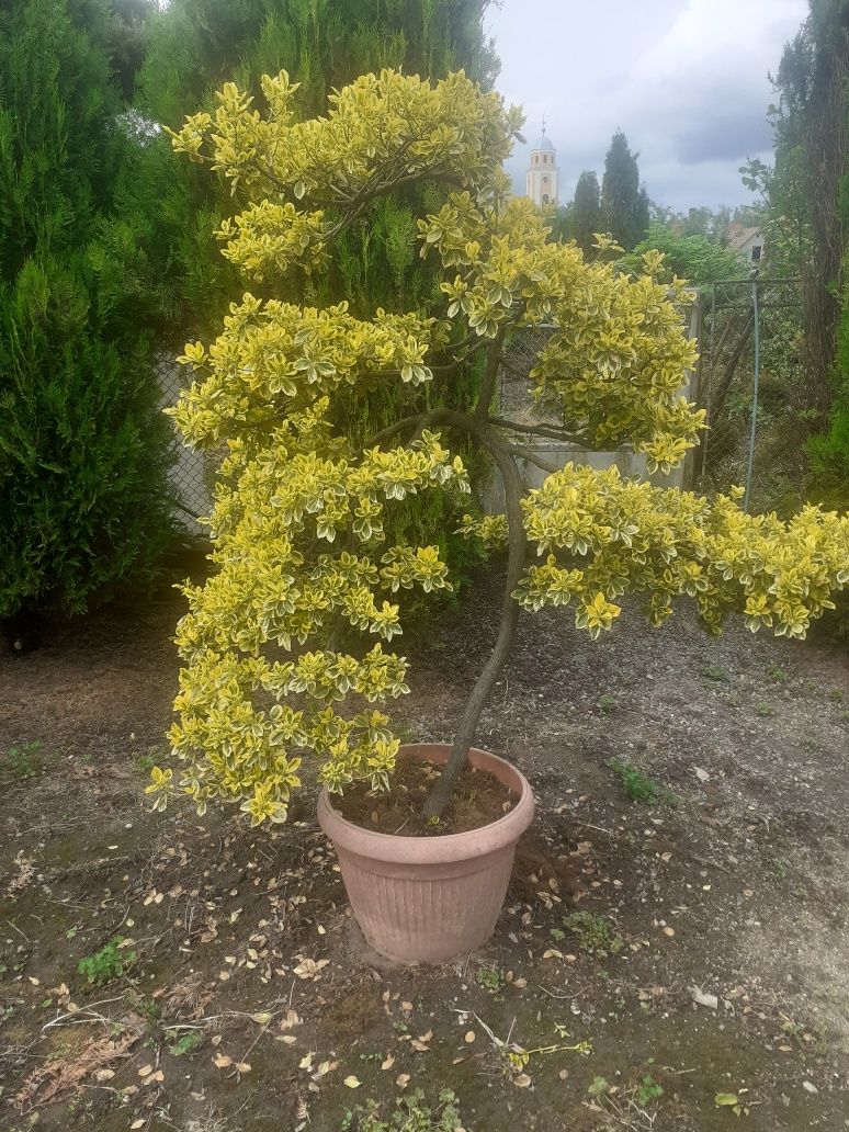 Bonsai Evonimus fortunei 1.5 m inaltime , colectie personala .