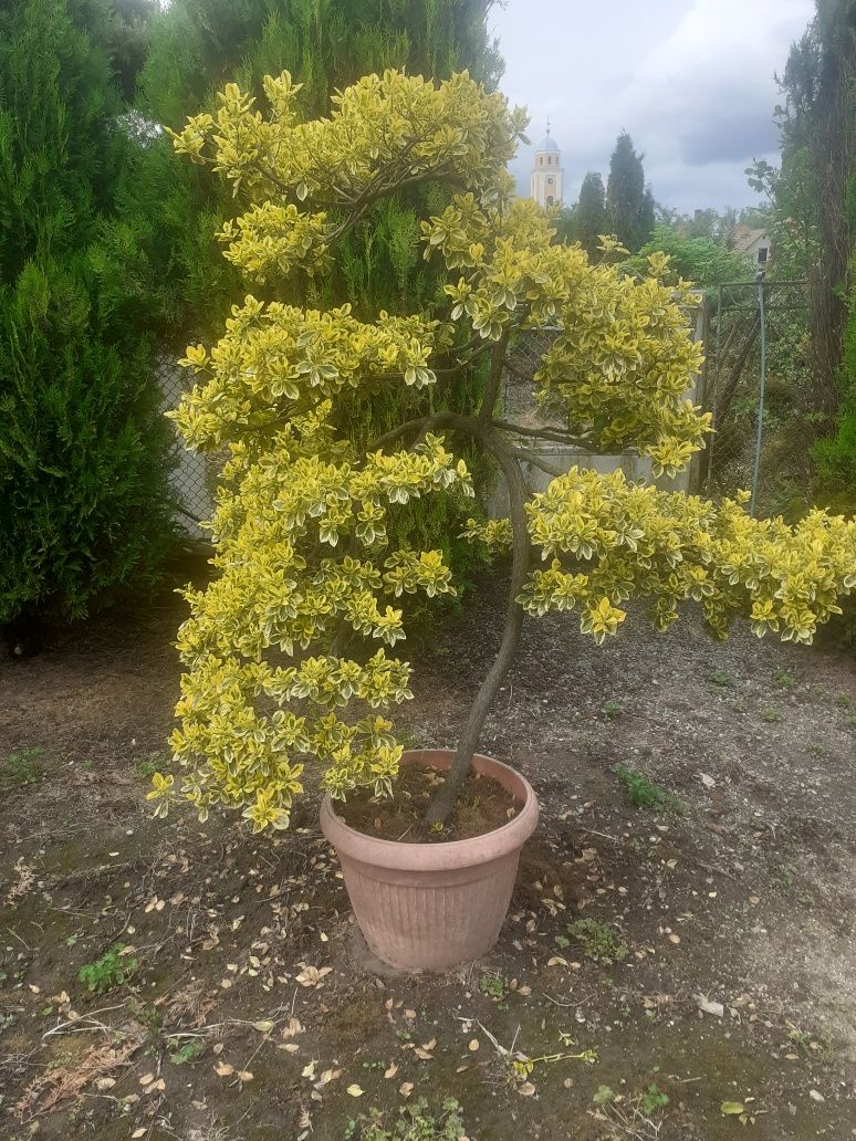 Bonsai Evonimus fortunei 1.5 m inaltime , colectie personala .