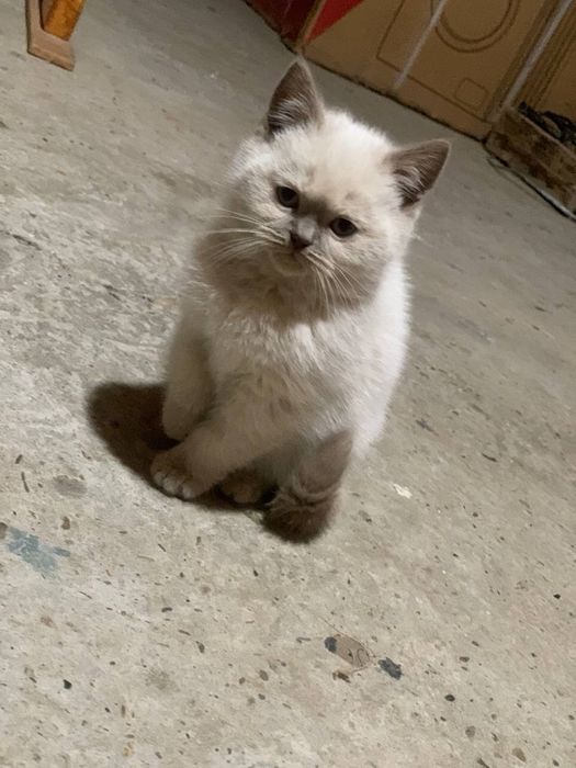 Котятя британки оба девочки