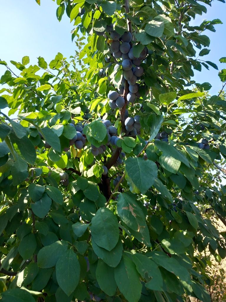 Prune soiul Centenar, recoltare după 25 iulie