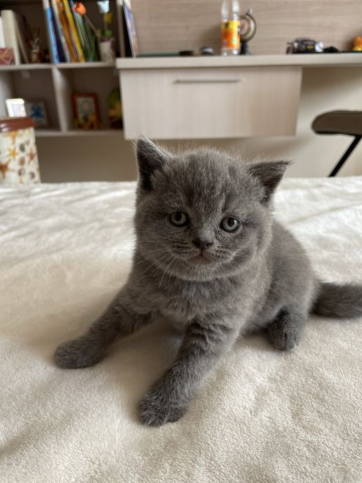 Британска късокосместа