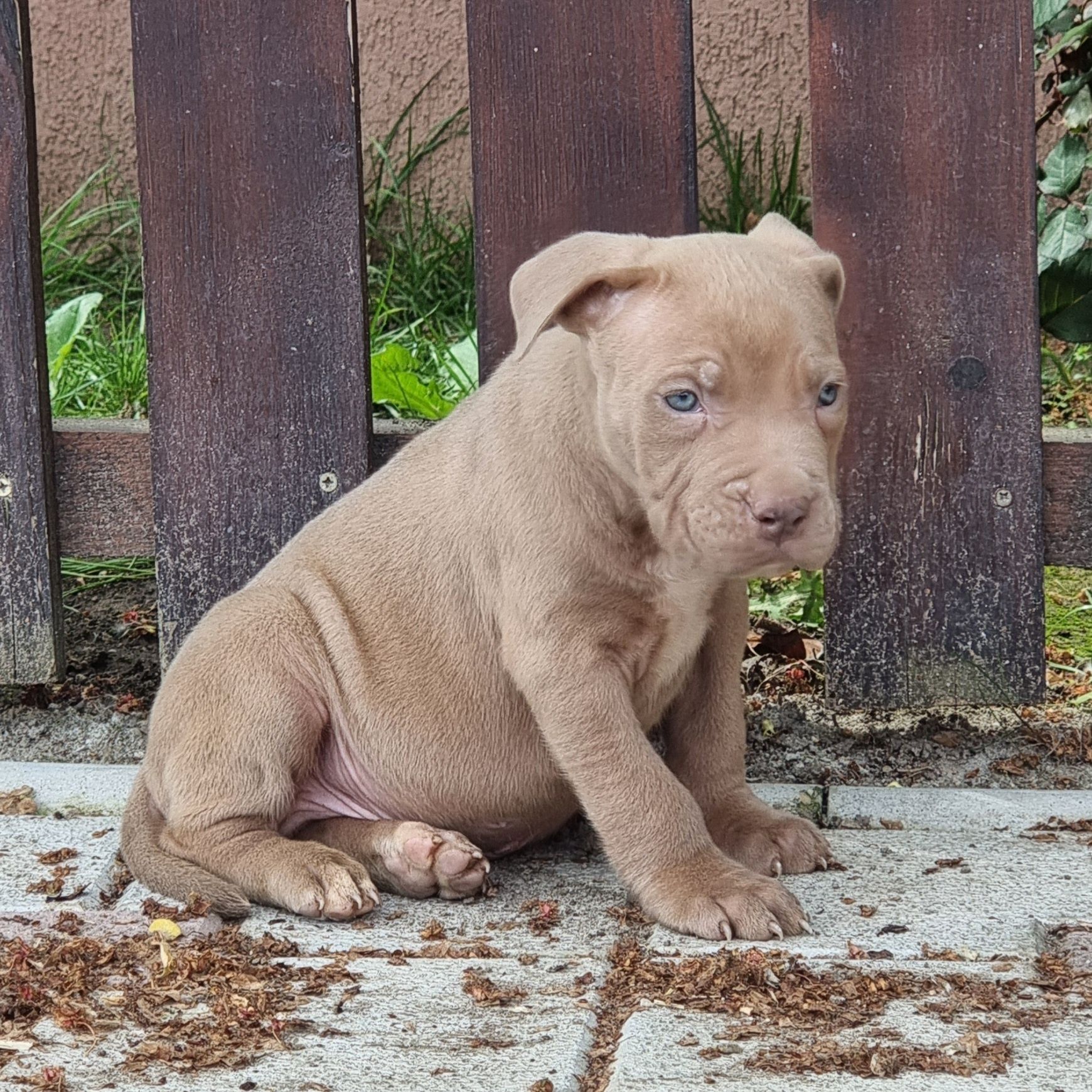 American Staffordshire Terrier Amstaff  cu pedigree