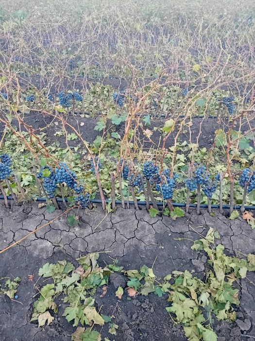 Butasi vita de vie Anul 1 2 3