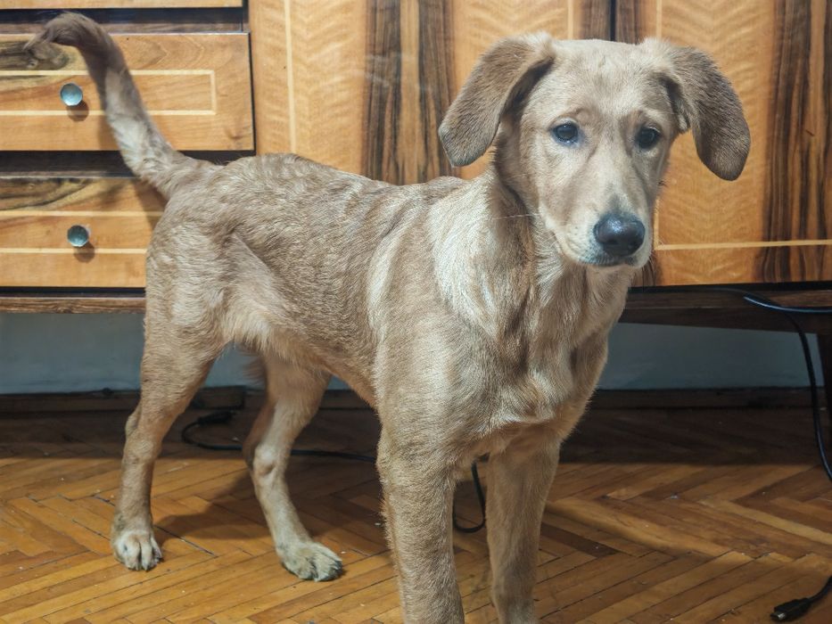 Adopție Golden retriever