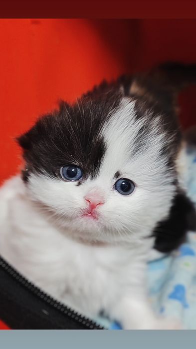 Скоттиш фолд страйт хайленд золотой окрас, шотландские вислоухие котят