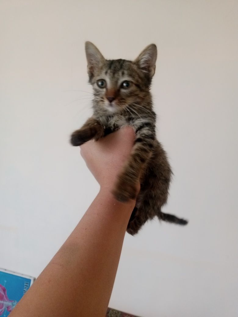 1 oylik mushukcha hadyaga beriladi