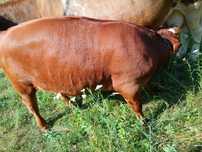 Vând vițea  de carne