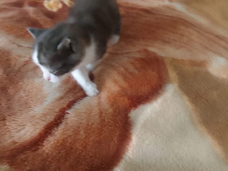 Отдам котенка мальчик