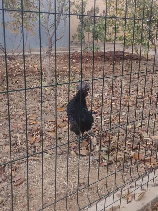 Uhayu horozi sotiladi